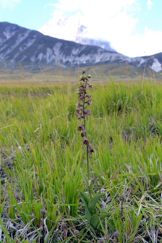 Le belle Epipactis sulle praterie di Campo Imperatore (AQ)  luglio 2025.